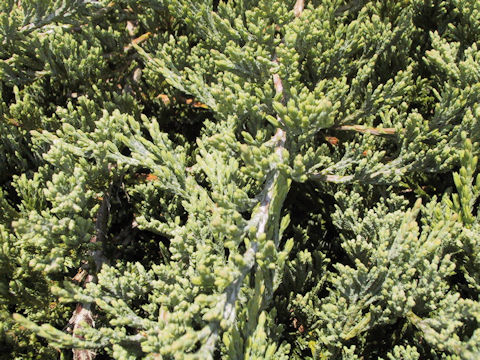 Juniperus chinensis var. procunbens