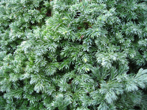 Juniperus chinensis var. procunbens