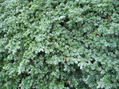 Juniperus chinensis var. procunbens