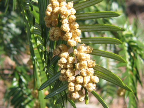 Cephalotaxus harringtonia var. nana