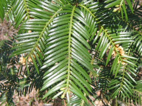 Cephalotaxus harringtonia var. nana