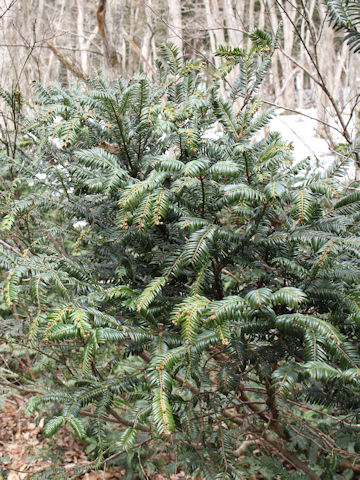 Cephalotaxus harringtonia var. nana