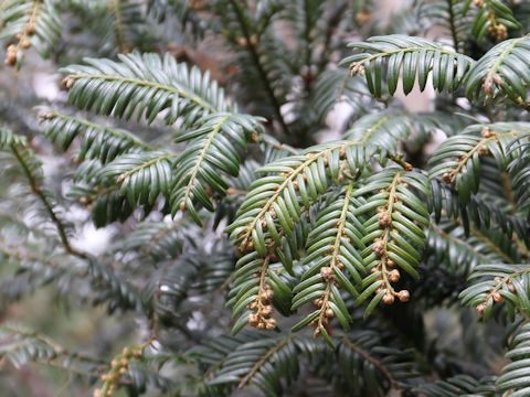 Cephalotaxus harringtonia var. nana