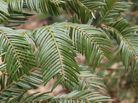 Cephalotaxus harringtonia var. nana