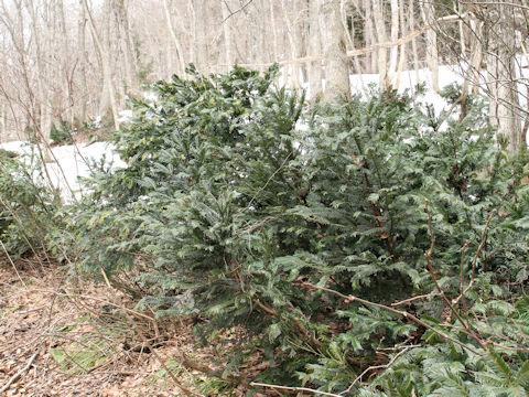 Cephalotaxus harringtonia var. nana