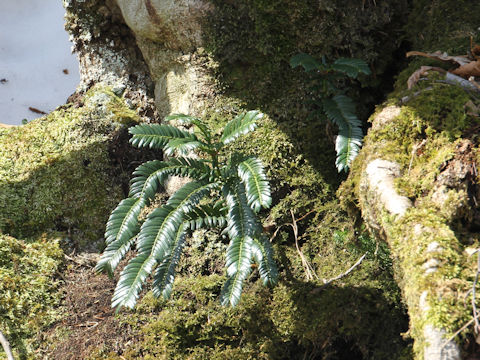 Cephalotaxus harringtonia var. nana