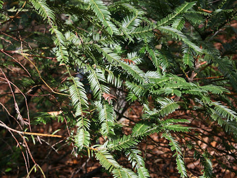 Cephalotaxus harringtonia var. nana