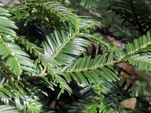 Cephalotaxus harringtonia var. nana