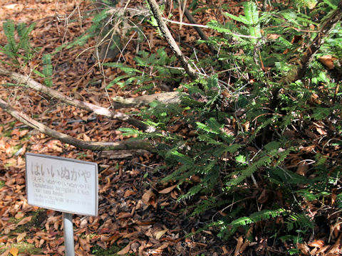 Cephalotaxus harringtonia var. nana