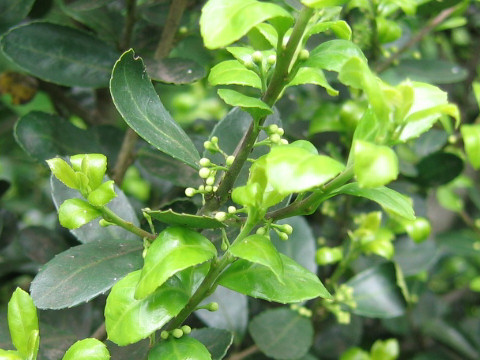 Ilex crenata var. paludosa