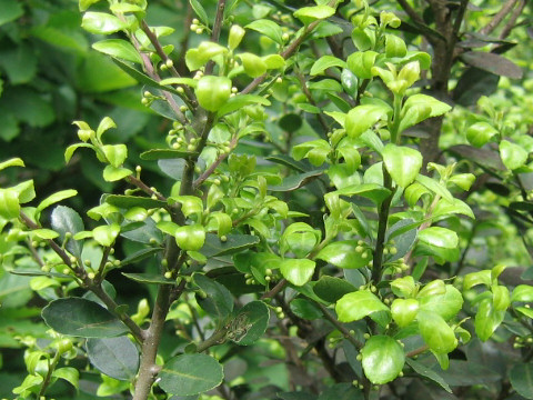 Ilex crenata var. paludosa