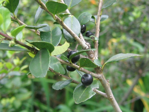 Ilex crenata var. paludosa