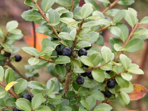 Ilex crenata var. paludosa