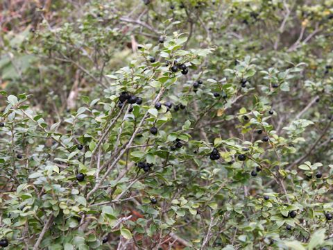 Ilex crenata var. paludosa