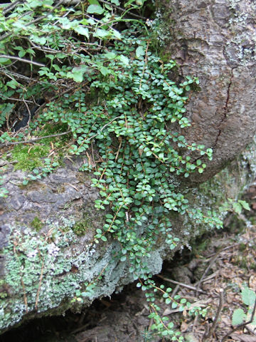 Ilex crenata var. paludosa