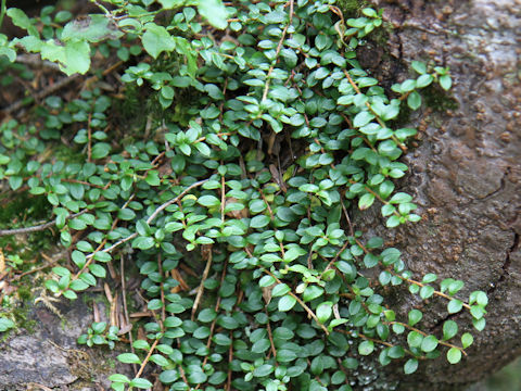 Ilex crenata var. paludosa