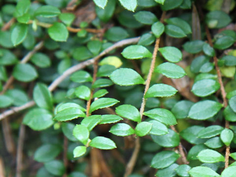 Ilex crenata var. paludosa