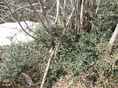 Ilex crenata var. paludosa