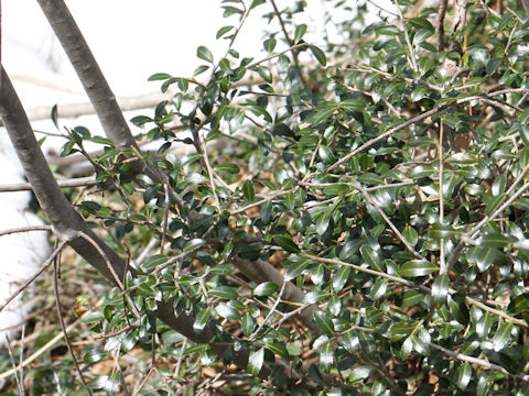 Ilex crenata var. paludosa