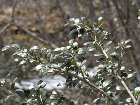 Ilex crenata var. paludosa