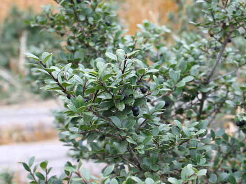 Ilex crenata var. paludosa