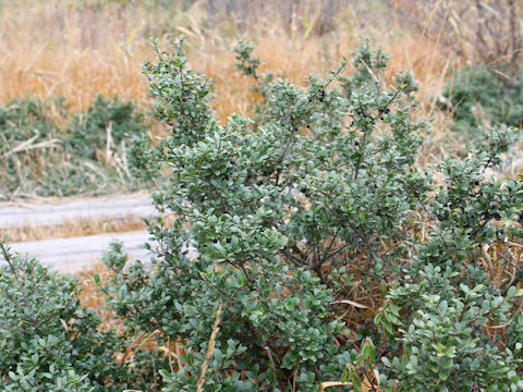 Ilex crenata var. paludosa