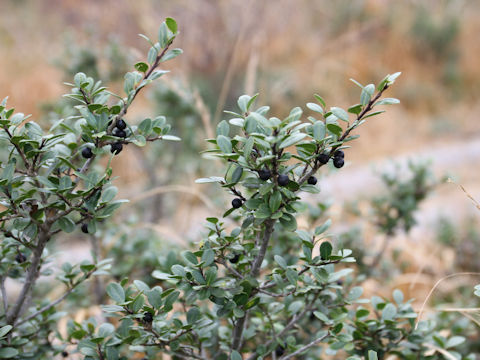 Ilex crenata var. paludosa