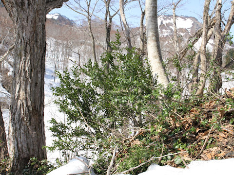 Ilex crenata var. paludosa