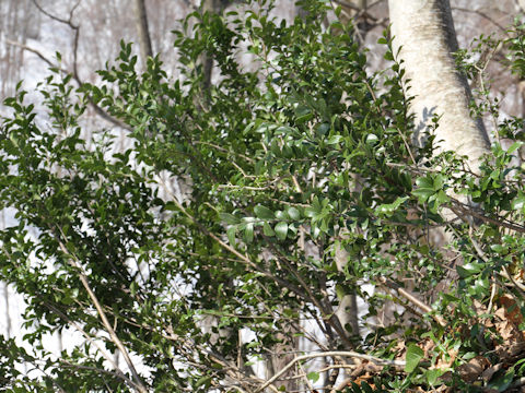 Ilex crenata var. paludosa