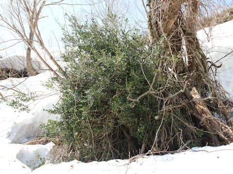 Ilex crenata var. paludosa