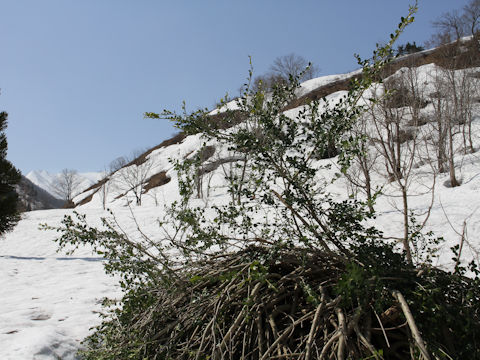 Ilex crenata var. paludosa