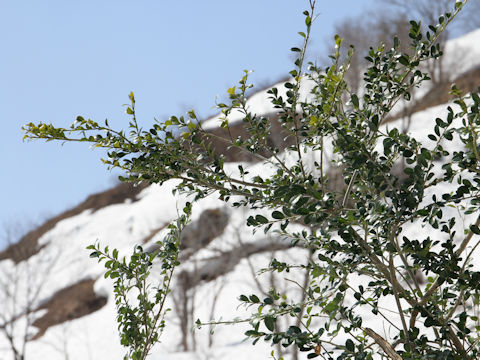 Ilex crenata var. paludosa