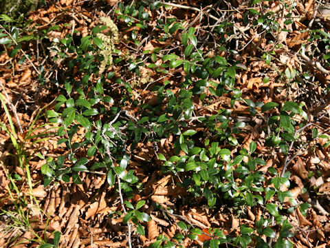 Ilex crenata var. paludosa