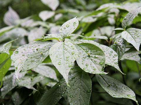 Helwingia japonica