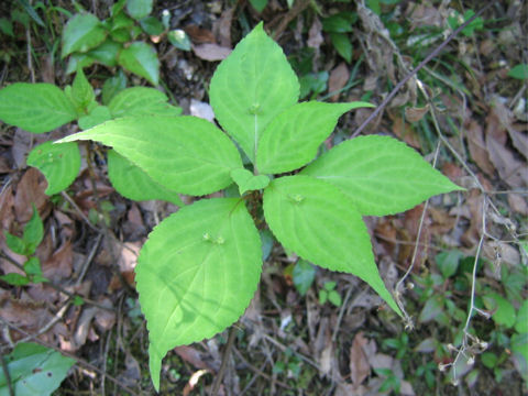 Helwingia japonica