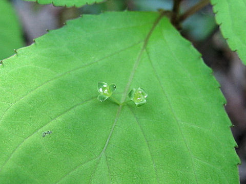 Helwingia japonica