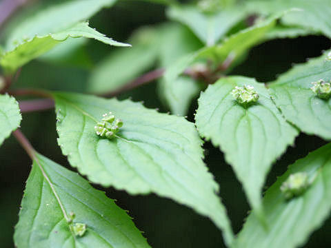 Helwingia japonica