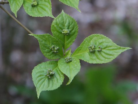 Helwingia japonica