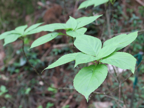 Helwingia japonica