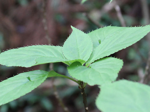 Helwingia japonica