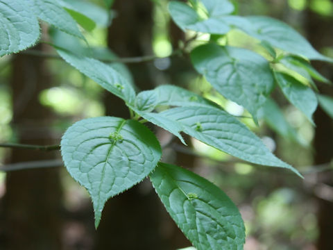 Helwingia japonica