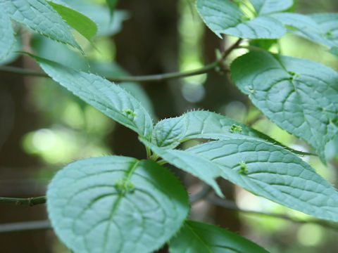 Helwingia japonica