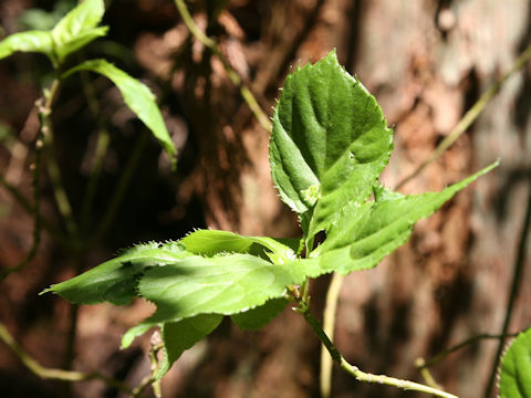 Helwingia japonica