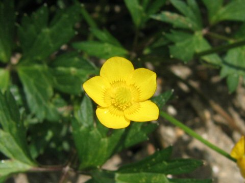 Ranunculus repens