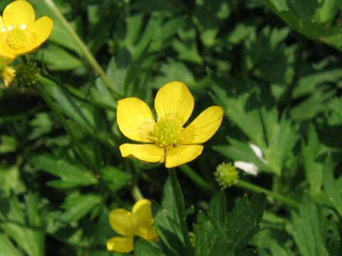 Ranunculus repens