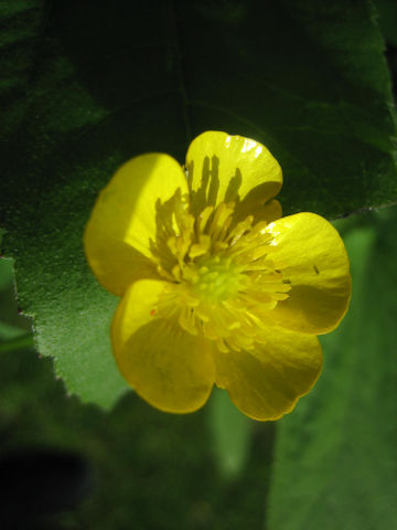 Ranunculus repens