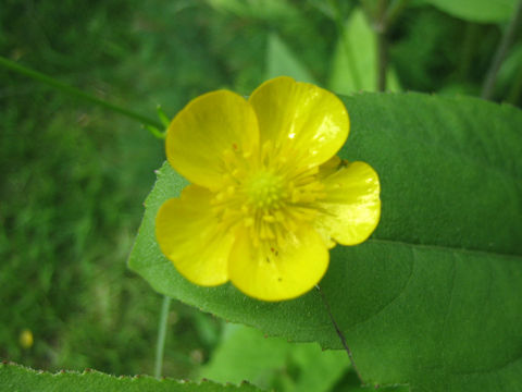 Ranunculus repens