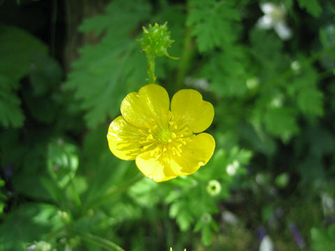 Ranunculus repens