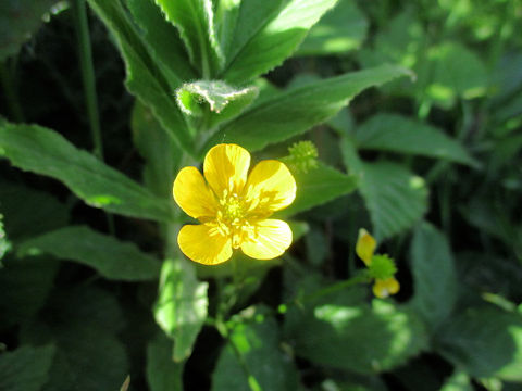 Ranunculus repens