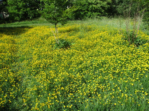 Ranunculus repens